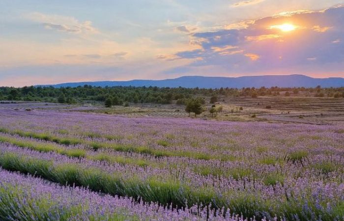Floración de la lavanda en Valencia