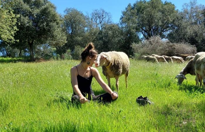 Mindfulness entre ovejas