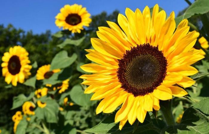 También encontrarás maravillosas flores amarillas en las islas Campo de girasoles en Agaete España