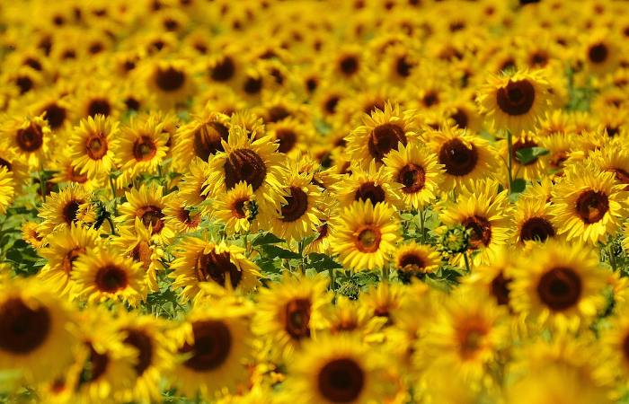Sigue la ruta dorada por Alar del Rey Alar del Rey flores