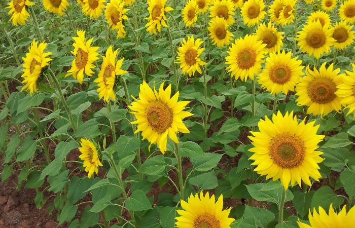 Brihuega se viste de dorado Brihuega flores amarillas con semillas de pipas
