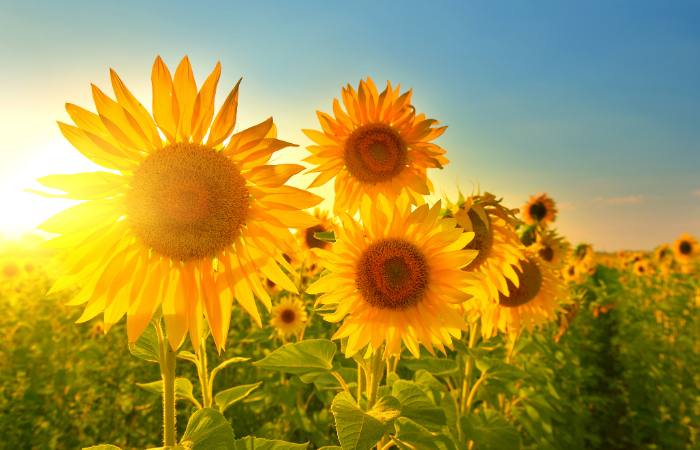 Los girasoles te esperan en Castilla-La Mancha girasoles en Cuenca