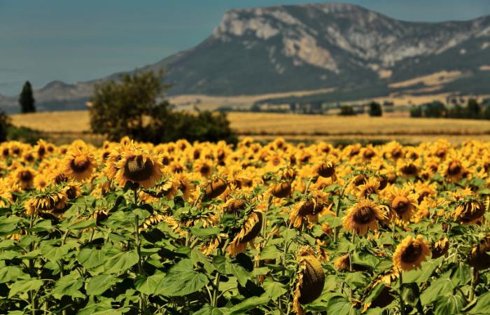 No dejes de visitar Briviesca y descubrir su encanto Campos de girasoles de Bureba Burgos