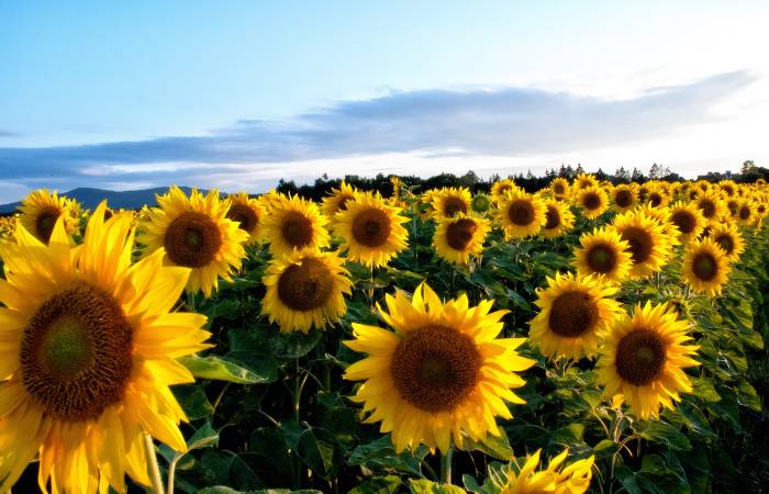 Campos de girasoles de España