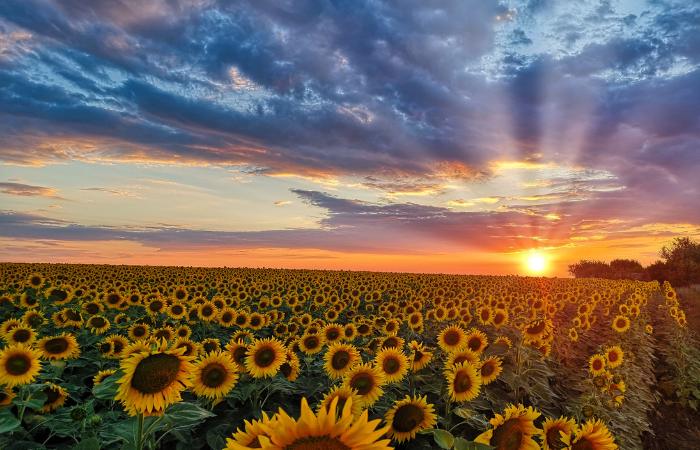 Uclés, Segóbriga y La Hinojosa obsequian paisajes inigualables paisaje de flores amarillas en tarancon