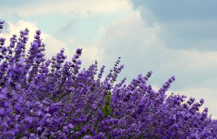 Tiedra es la estrella española de los campos de lavanda tiedra valladolid españa lavanda