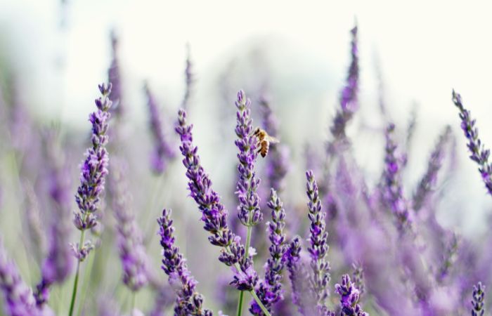 En la Masia encontrarás animales, abejas y flores por doquier Santa Eulàlia de Ronçana lavanda españa