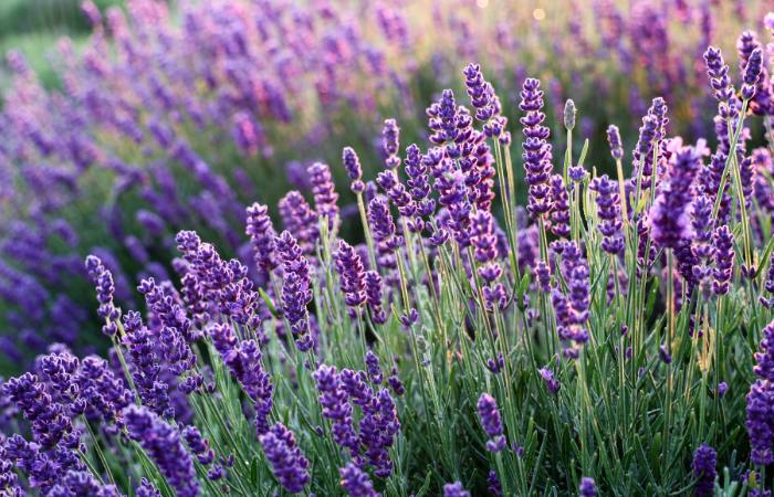 ¡El norte también se viste de morado con la lavanda! campos de lavanda olite navarra