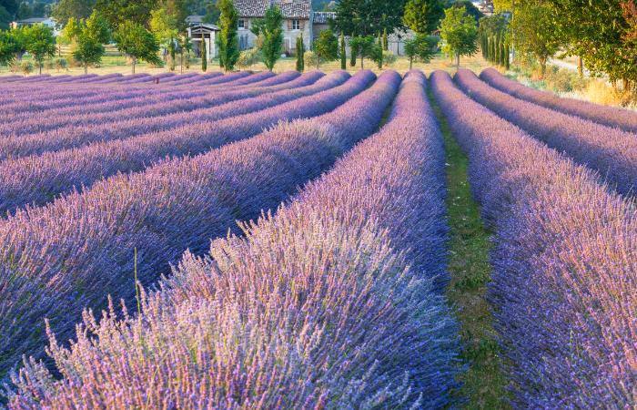 La Comarca del Moncayo está esperándote vestida de morado hileras de aromáticas moradas en soria españa