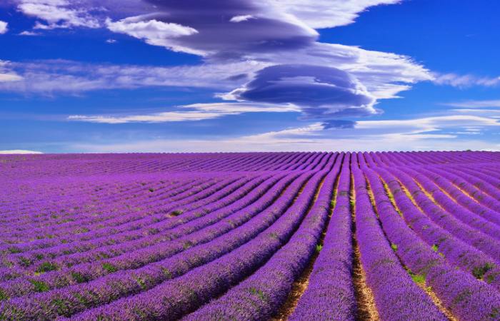 Campos de lavanda mas bonitos de españa