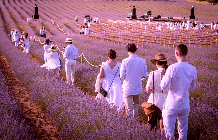 Cuando pensamos en lavanda en España, pensamos en Brihuega