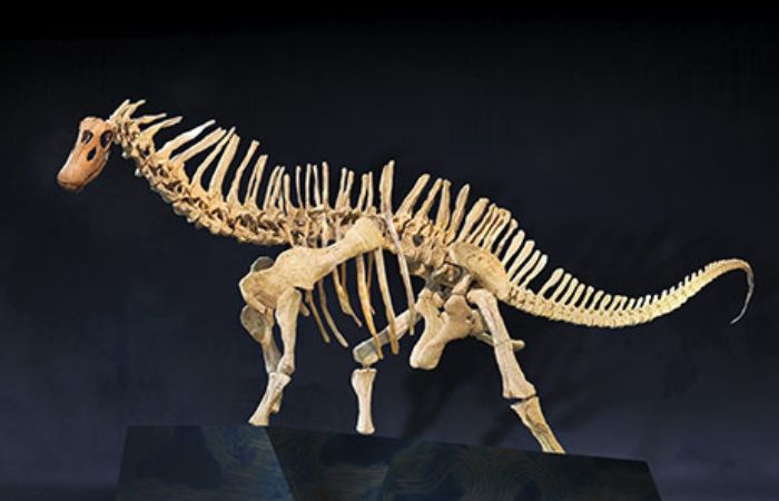 Dinosaurios de la Patagonia en Barcelona