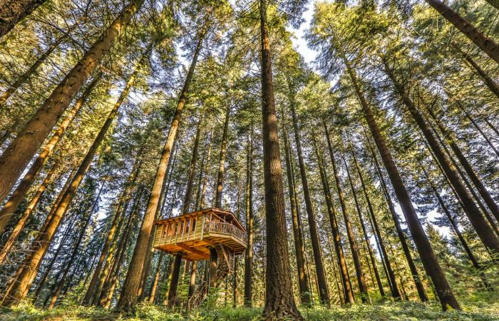 Duerme tranquilo, aquí las eguzkilores están a la orden del día cabañas en los arboles pais vasco euskadi