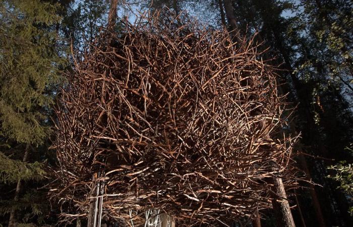 No te dejes engañar, este nido gigante por dentro es una casa preciosa treehotel suecia dormir entre los arboles
