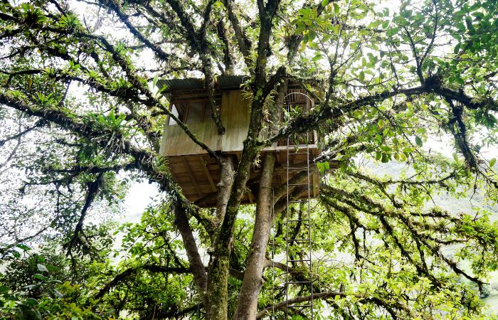 dormir entre los arboles