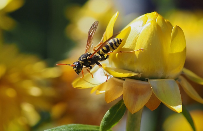 Las picaduras de avispas y abejas, un riesgo para los alérgicos La alergia a las avispas en niños