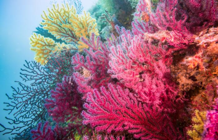El coral rojo se recupera en las Medes y el Cap de Creus arrecifes de coral en españa islas medes