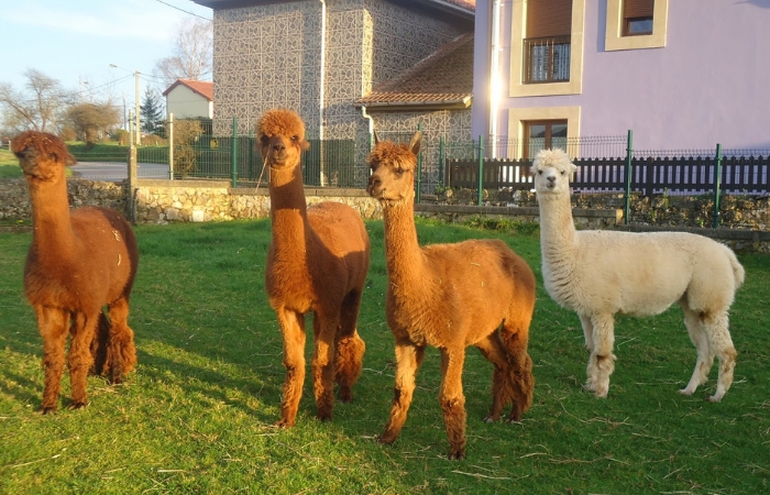 Núcleo Zoológico Tuernes el Pequeño en Asturias