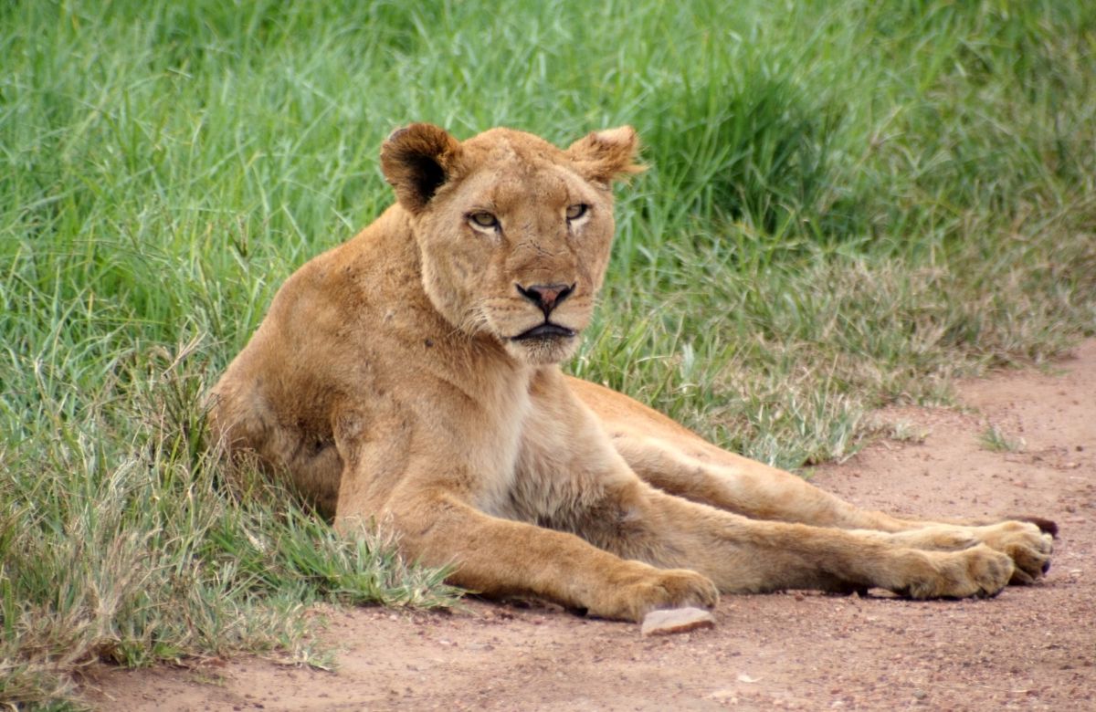 leona en un safari en KwaZulo-Natal Aventuras en los viajes con adolescentes: safari en KwaZulo-Natal
