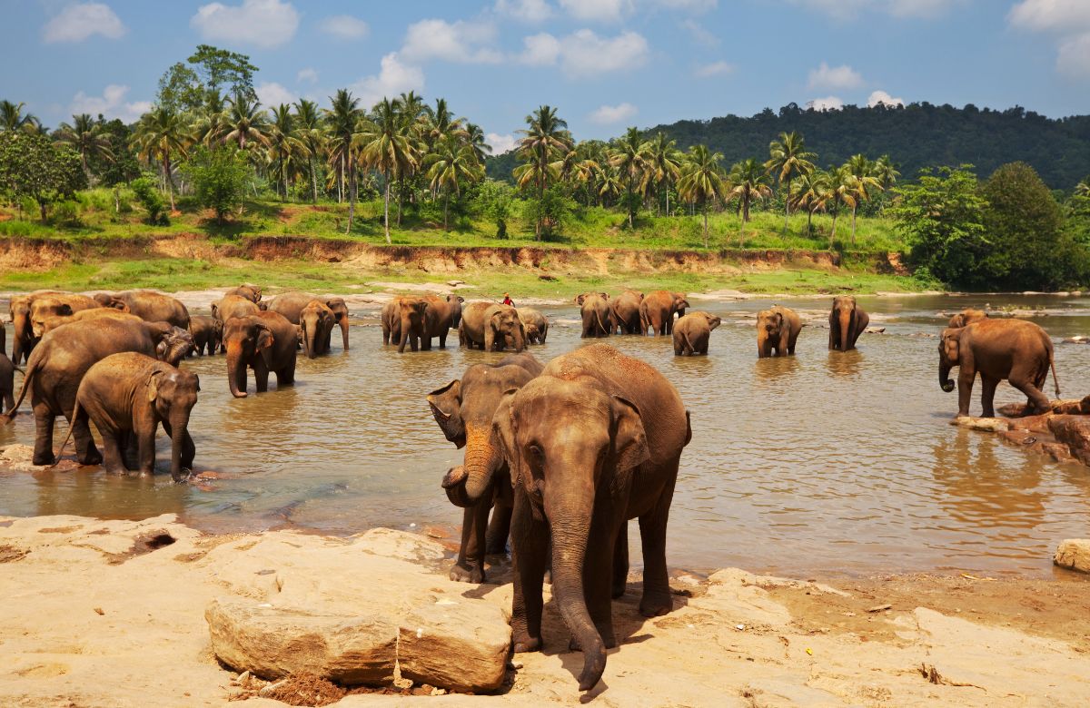 Elefantes bebiendo en Sri Lanka, todo un espectáculo Ver elefantes en Sri Lanka