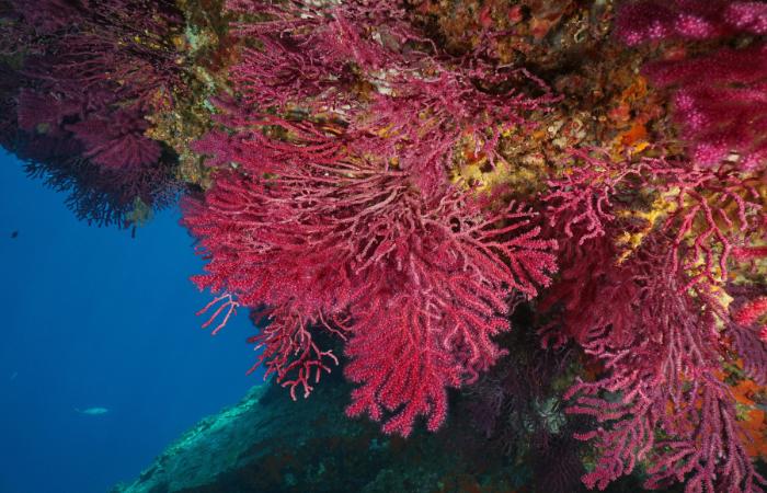 Una increíble montaña submarina donde cohabitan corales y cetáceos banco de concepcion Paramuricea biscaya