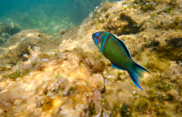Las paredes del cañón están salpicadas de corales y esponjas canal de menorca arrecifes de españa