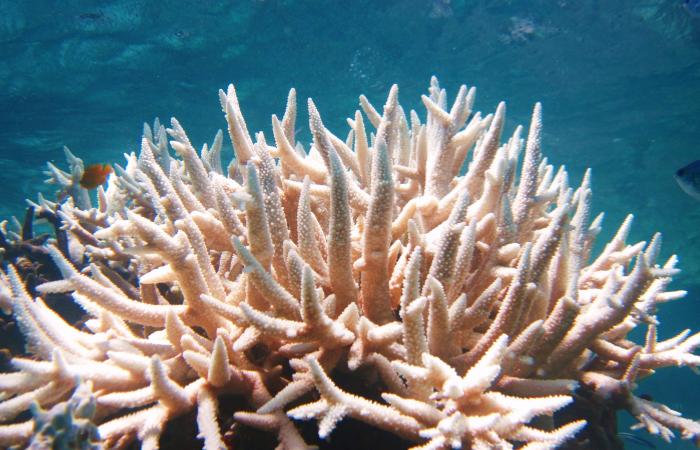 En Doñana encontrarás bosques enteros de coral árbol arrecifes de coral españa