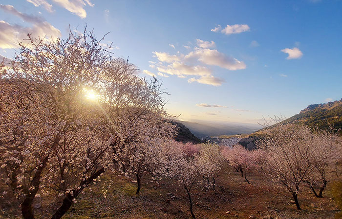 Floración en Sierra Mágina