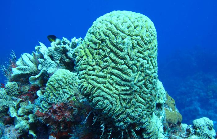 El coral cerebro pertenece al grupo de los corales duros Arrecife Palancar coral cerebro