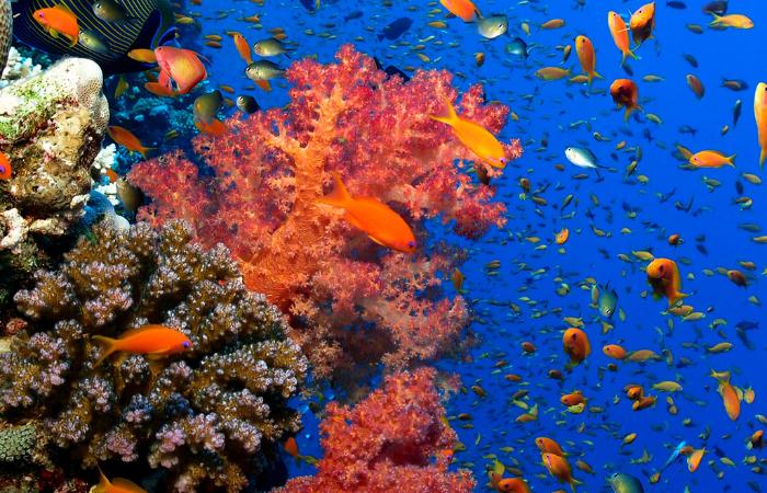 Los corales del Golfo de Áqaba soportan condiciones térmicas extremas arrecifes de coral del mundo mar rojo Golfo de Áqaba
