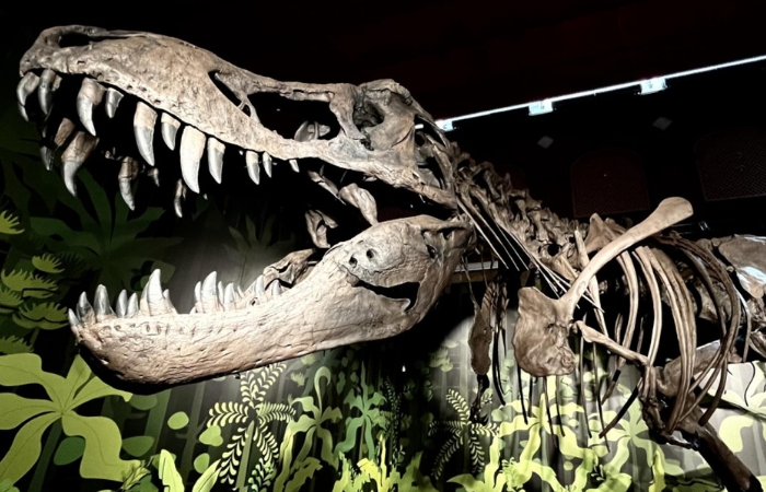 Cazadores de Dragones, la exposición