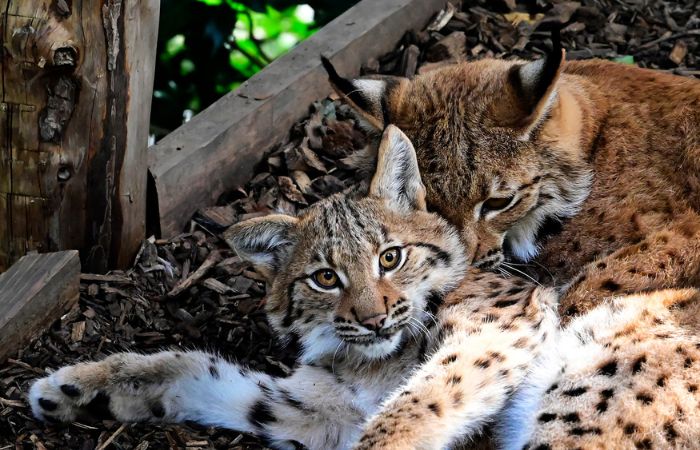 linces del zoo de los Alpes, en Innsbruck Alpen Zoo Innsbruck