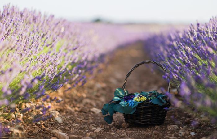 Déjate seducir por el aroma y el color de los campos de lavanda Brihuega Guadalajara
