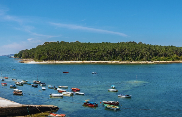 Isla de Cortegada, el mayor bosque de laurisilva de Europa
