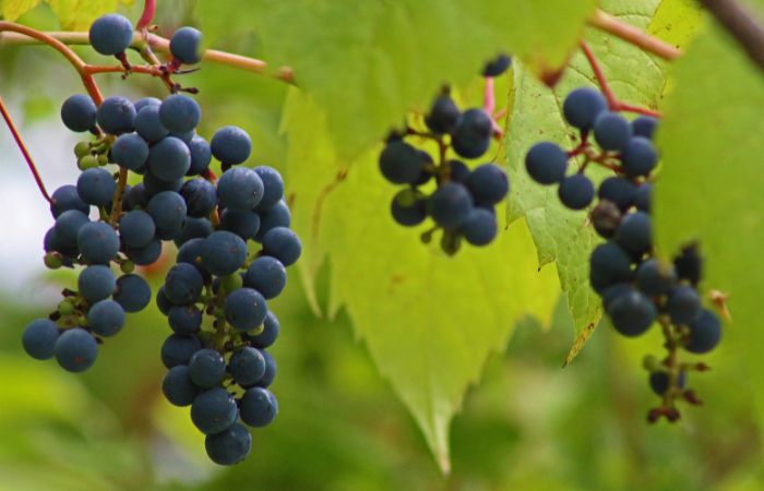 Uvas silvestres, uno de los alimentos de la Edad de Piedra Dieta paleolítica: frutos silvestres