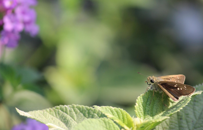 la Autographa gamma no son polillas, sino mariposas polillas