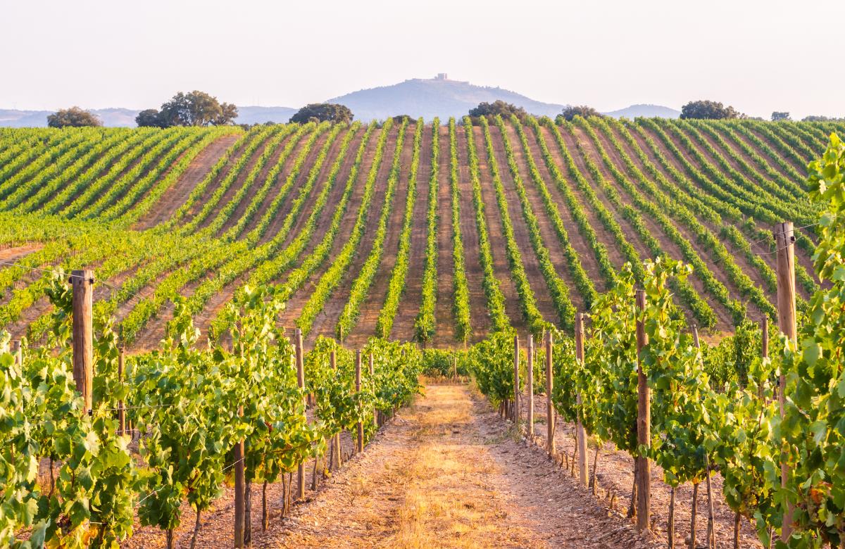 Recorre los viñedos de la zona y degusta vinos únicos El Alentejo portugal