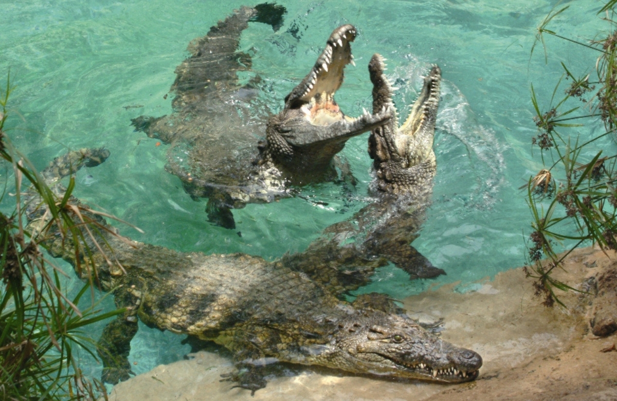 Crocodile Park en Torremolinos