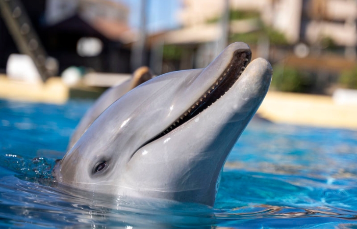 Selwo Marina, el parque de animales y delfinario de Benalmádena