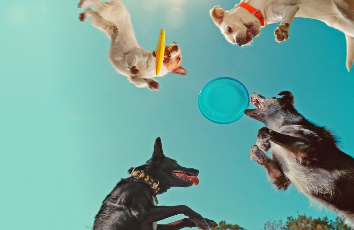 Fotograma En la mente de un perro En la mente de un perro