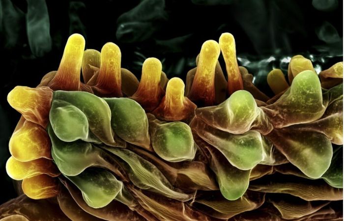 inVISIBLE. La naturaleza imperceptible