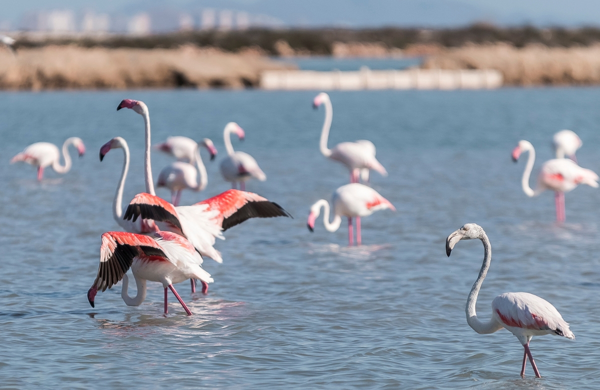 San Pedro del Pinatar Salinas San Pedro del Pinatar