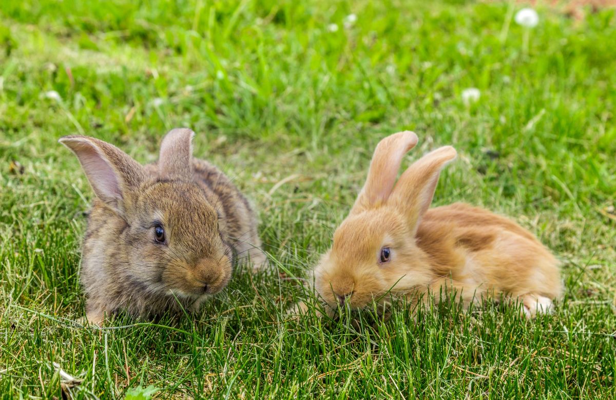 De los dos conejos, uno envidiaba al ratón El conejo que envidaba al ratón