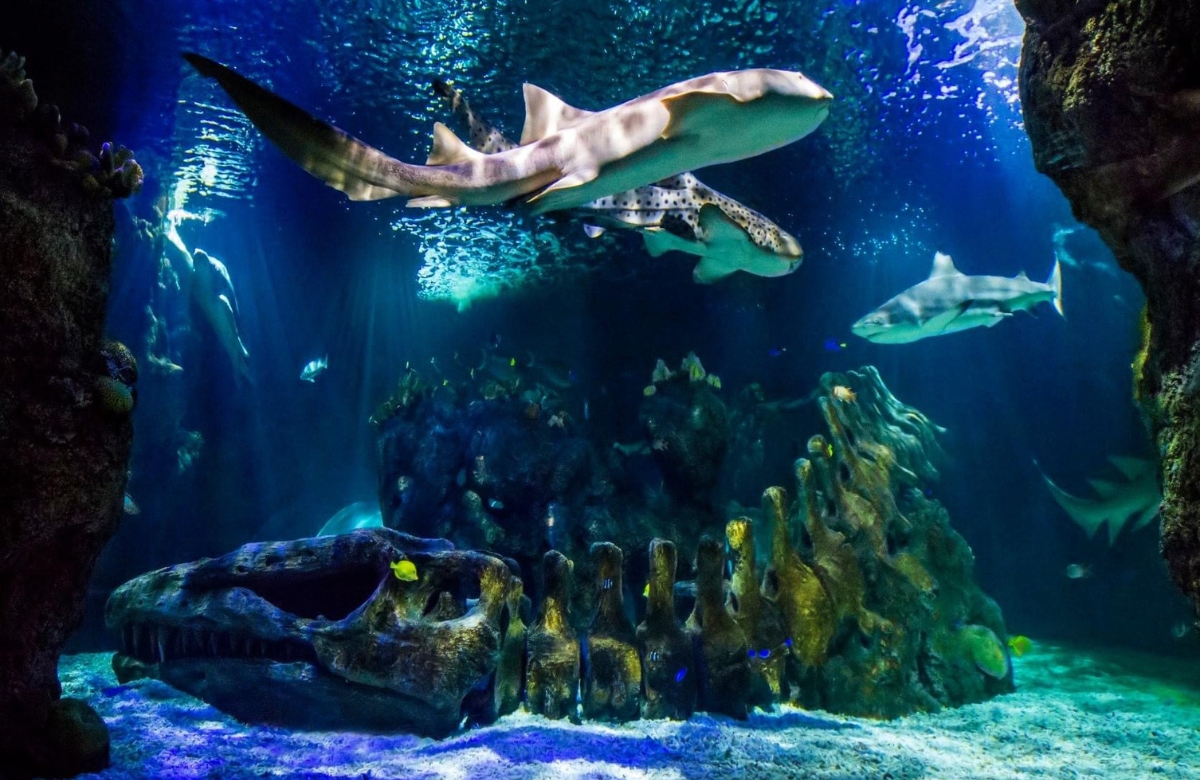 Sea Life Benalmádena
