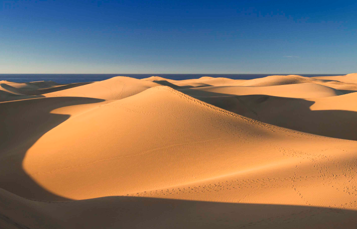 protege las dunas y protegerás la flora y la fauna de este ecosistema Turismo responsable en las Islas Canarias: proteger las dunas