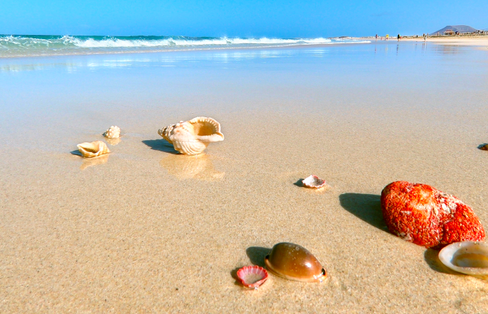 deja las conchas, las caracolas y las piedras de la playa donde están Turismo responsable en las Islas Canarias