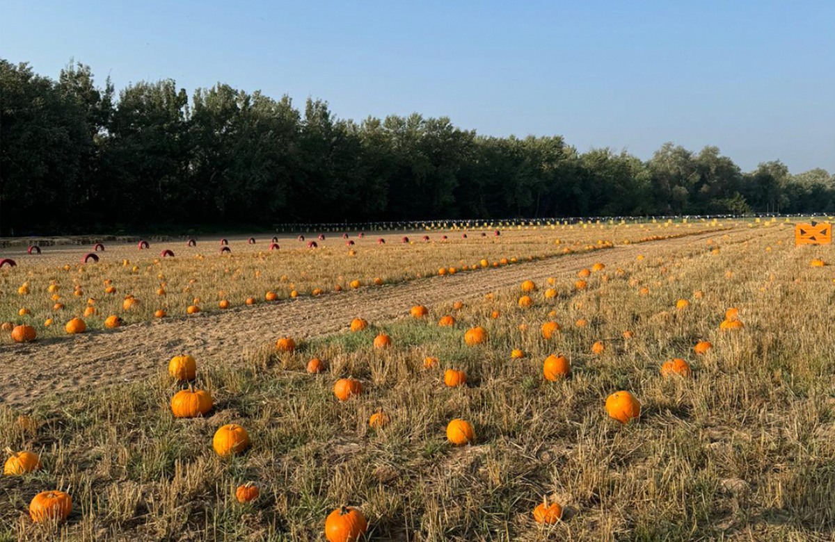 Recolecta tu propia calabaza en Pumpkin Patch – La Huerta de Aranjuez